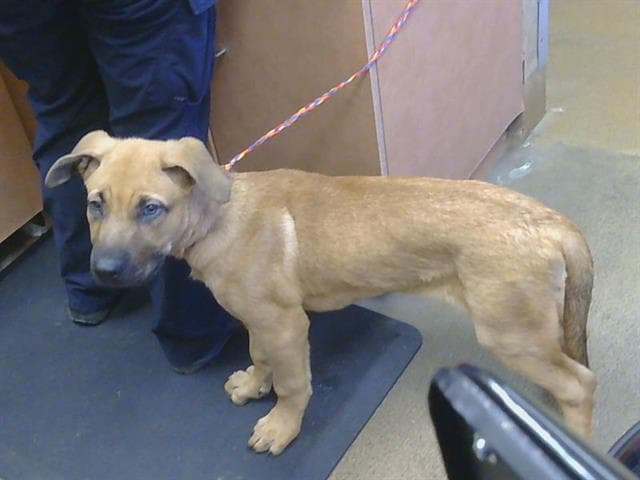 Unknown - Mastiff