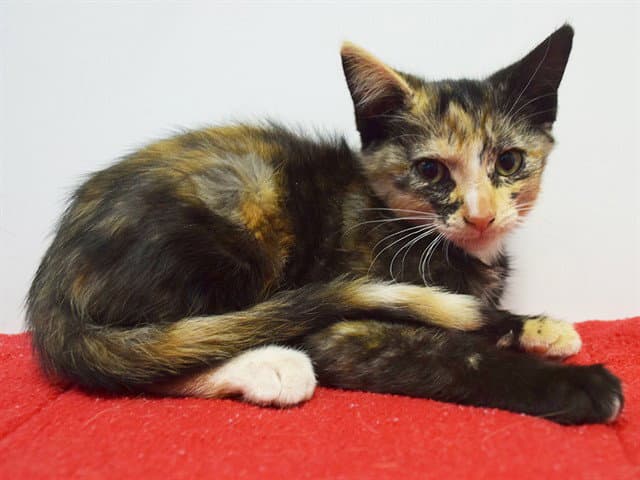 Unknown - Domestic Short Hair