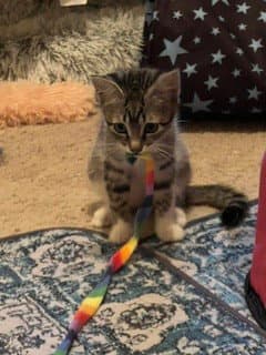 Chipmuck - Domestic Short Hair
