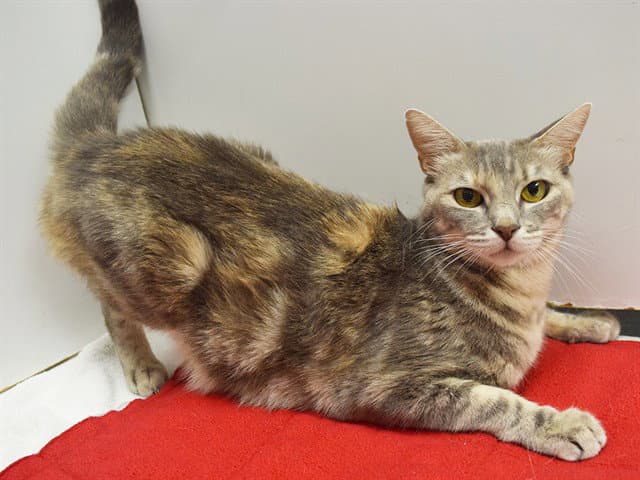 Kanga - Domestic Short Hair