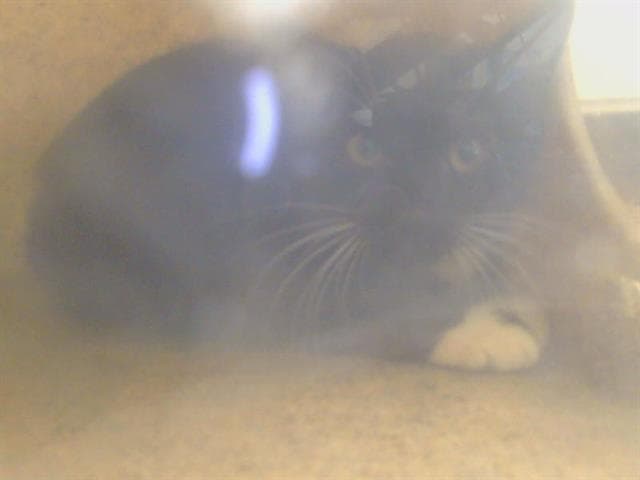 Unknown - Domestic Short Hair
