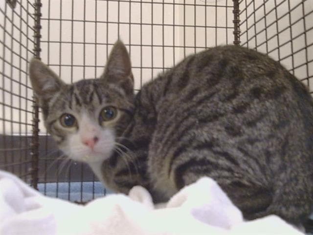 Unknown - Domestic Short Hair