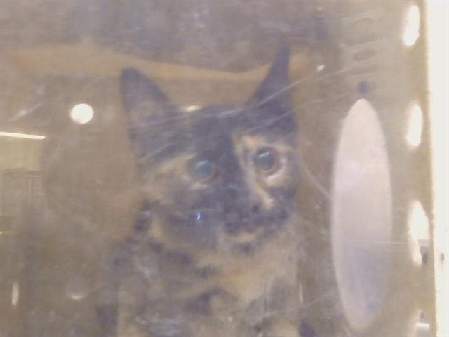 Unknown - Domestic Short Hair