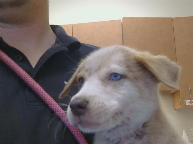Unknown - Border Collie