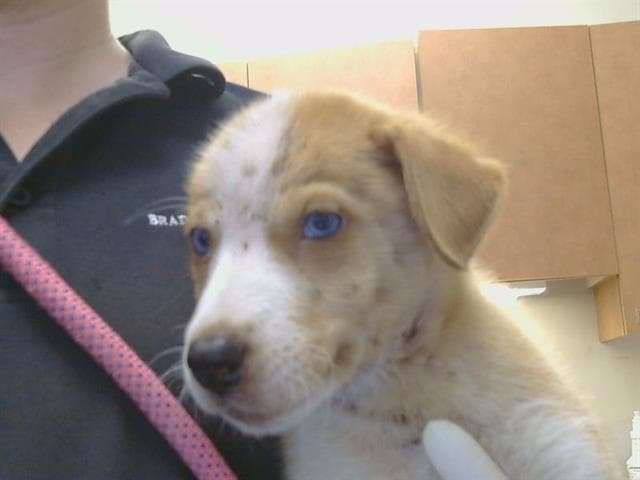 Unknown - Border Collie