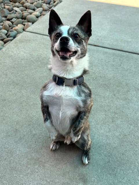 Auggie - Cairn Terrier