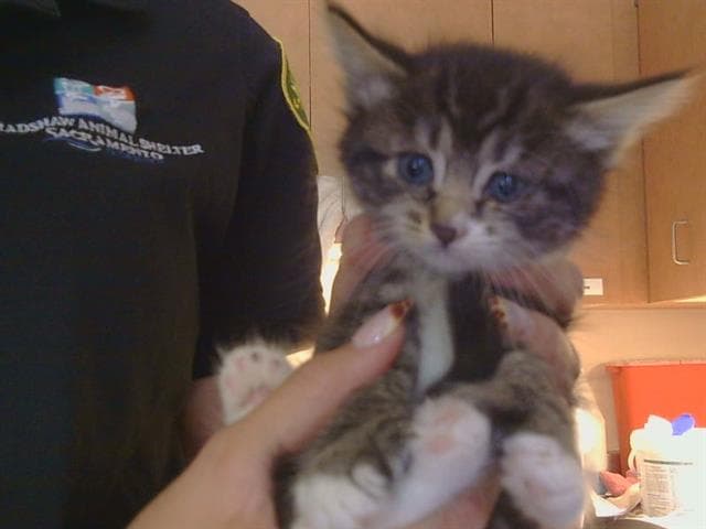 Pine - Domestic Short Hair