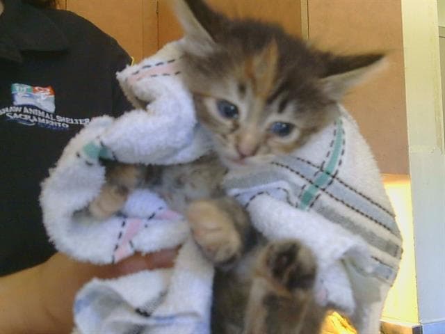 Hazel - Domestic Short Hair