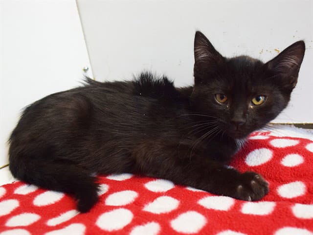 Archer - Domestic Short Hair