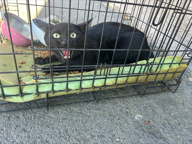 Benny - Domestic Short Hair