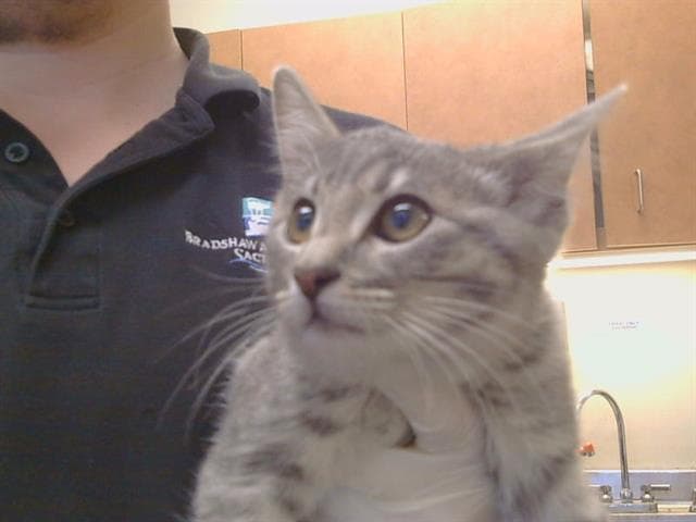 Unknown - Domestic Short Hair