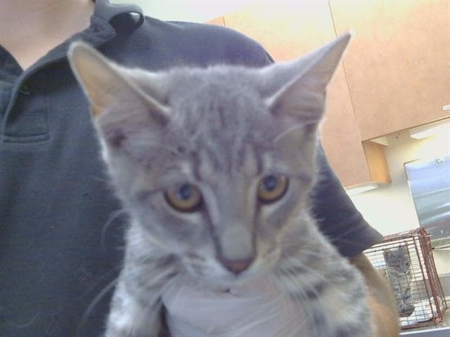 Unknown - Domestic Short Hair