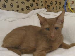 Teddy image 1