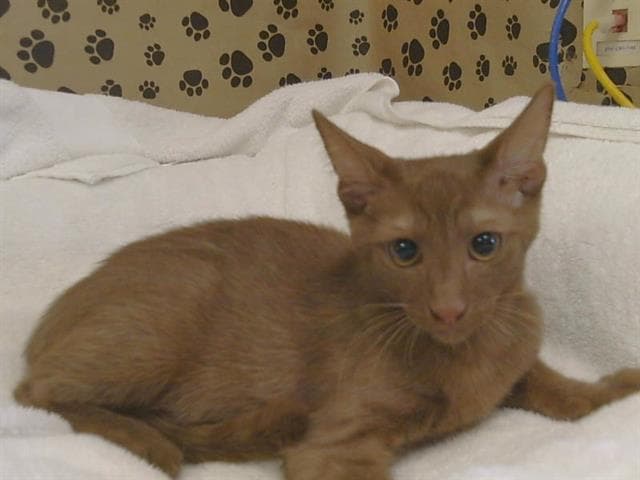 Teddy - Oriental Short Hair