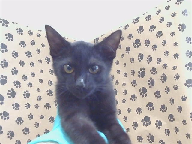 Patty - Oriental Short Hair