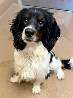 Barney image 1