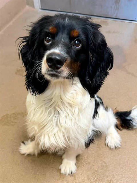 Barney - Cocker Spaniel