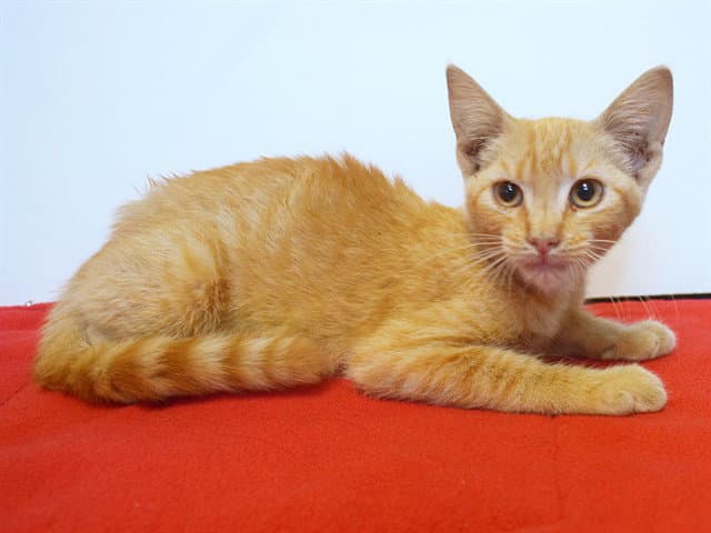 Unknown - Domestic Short Hair