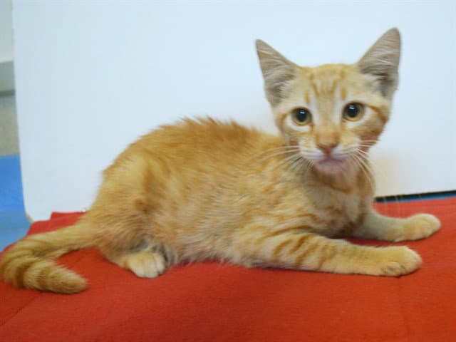 Unknown - Domestic Short Hair