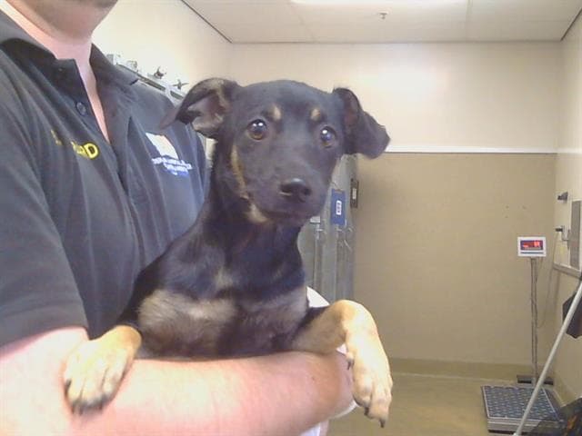 Kevin - Chihuahua