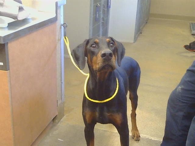 Unknown - Doberman Pinscher