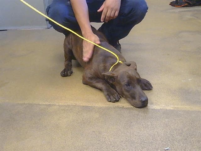 Unknown - Pit Bull Terrier