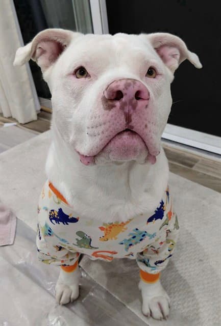 Stefan - Pit Bull Terrier