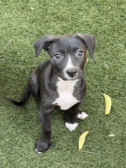 Jessie image 1