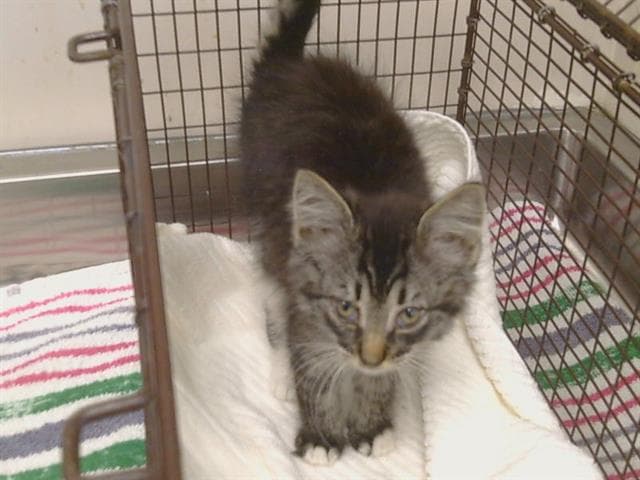Meeko - Domestic Medium Hair