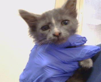 Unknown - Domestic Short Hair