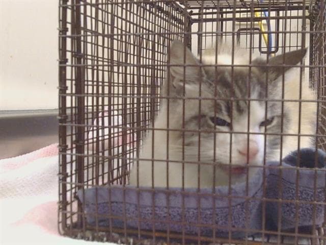 Angel - Domestic Short Hair
