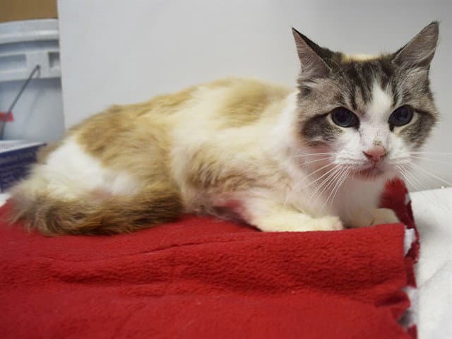 Angel - Domestic Medium Hair