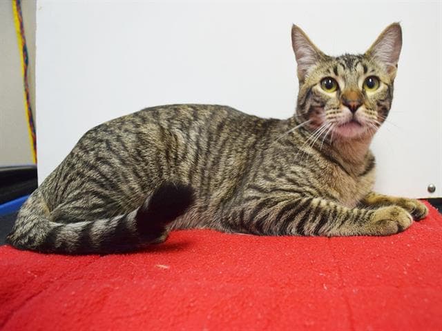 Luke - Domestic Short Hair