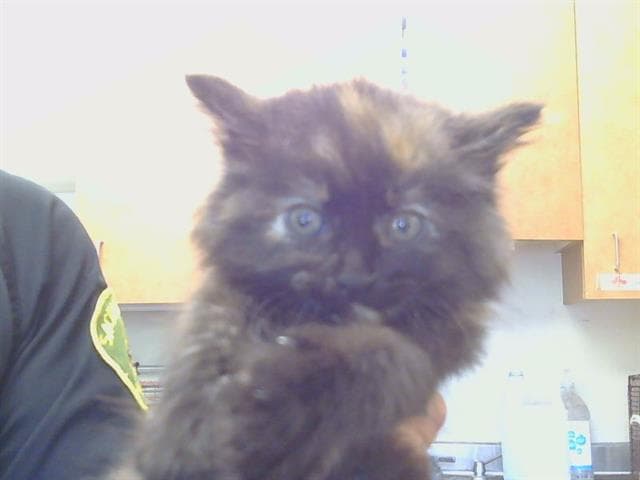 Cassatt - Domestic Medium Hair