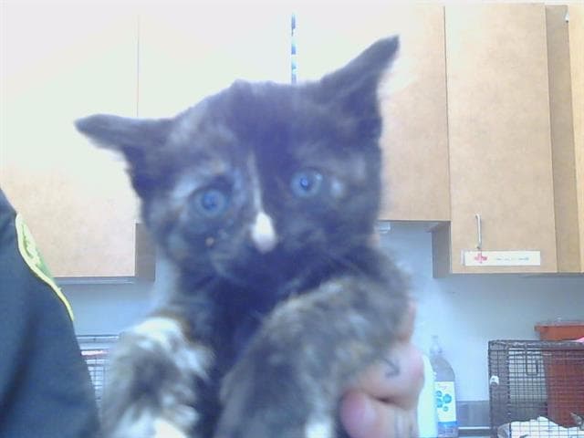 Picasso - Domestic Short Hair
