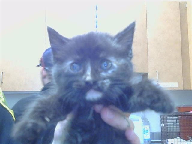 Monet - Domestic Medium Hair