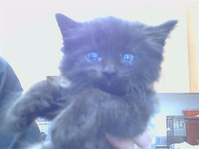 Smudge - Domestic Medium Hair