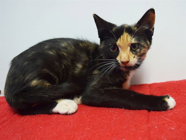 Lambda - Domestic Short Hair