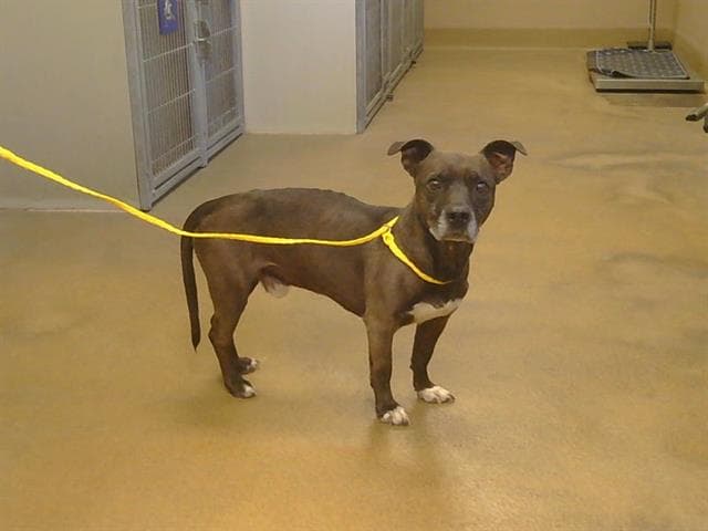 Unknown - Dachshund