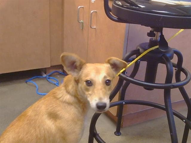 Unknown - Carolina Dog