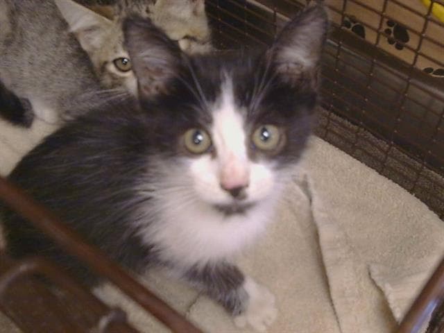 Rancho - Domestic Medium Hair