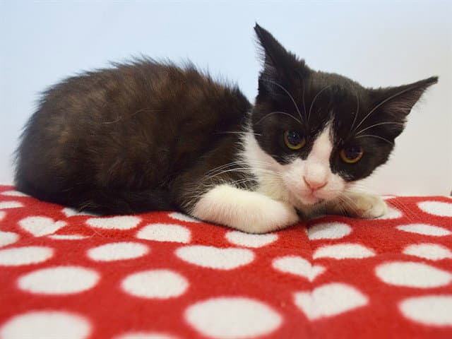 Unknown - Domestic Short Hair