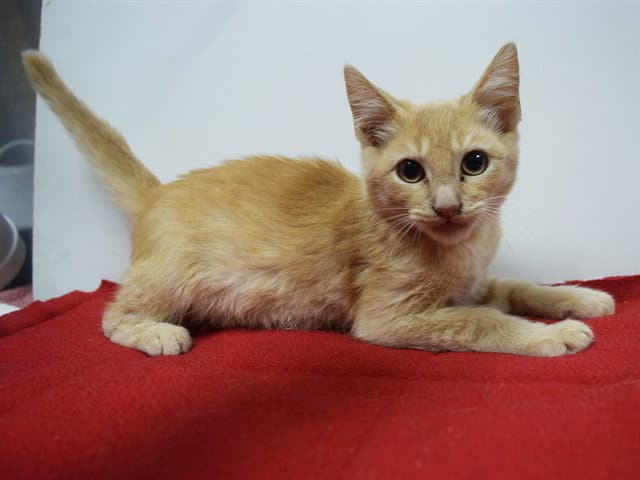 Unknown - Domestic Short Hair