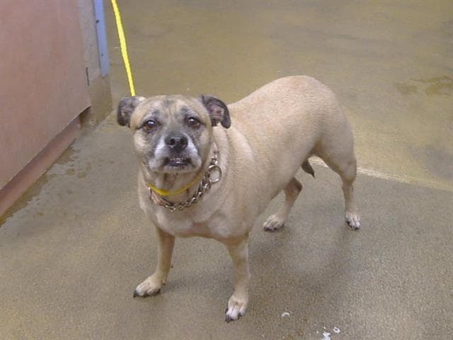 Mitize - Pug