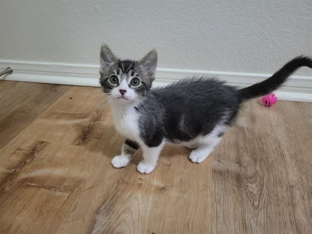 Ken - Domestic Short Hair