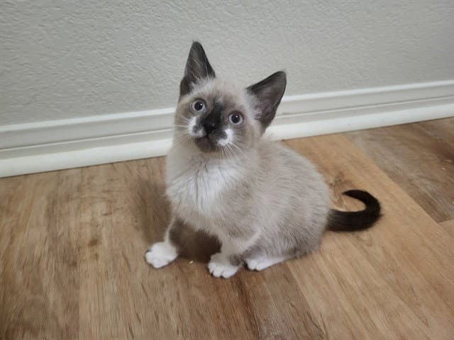 Spike - Snowshoe