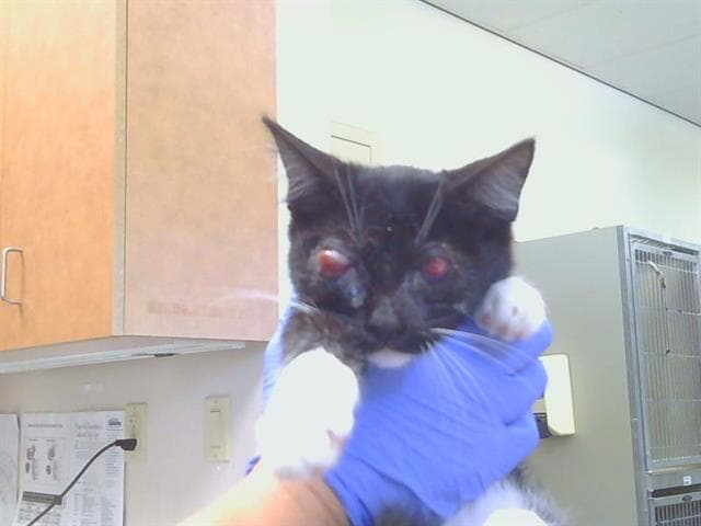 Emily - Domestic Short Hair