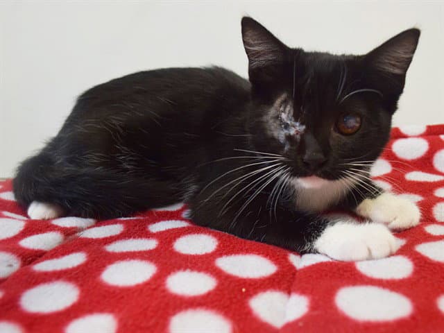 Emily - Domestic Short Hair