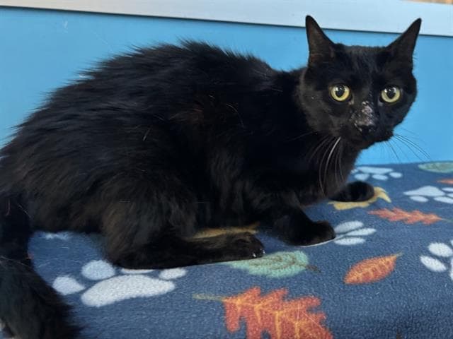 Unknown - Domestic Medium Hair