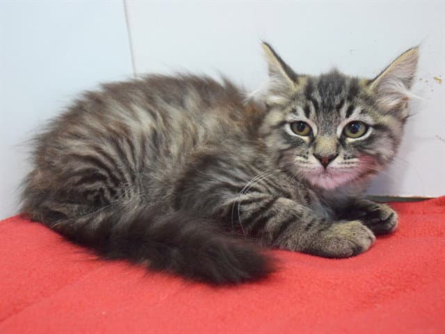 Mulan - Domestic Medium Hair